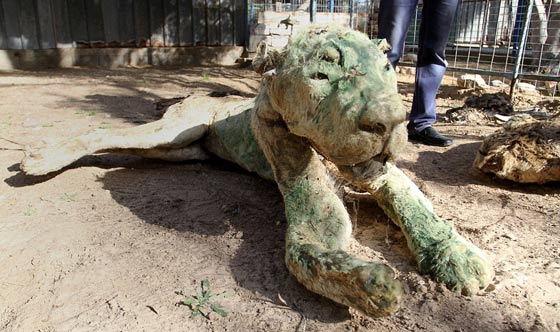 حدائق الحيوانات في غزة اشبه بالمعتقلات والأسود تموت جوعا صورة رقم 1