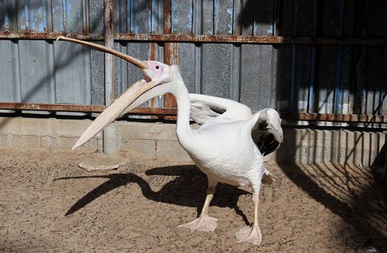 حدائق الحيوانات في غزة اشبه بالمعتقلات والأسود تموت جوعا صورة رقم 7