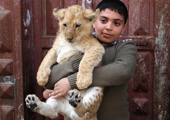 حدائق الحيوانات في غزة اشبه بالمعتقلات والأسود تموت جوعا صورة رقم 16