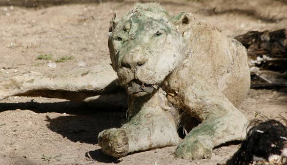 حدائق الحيوانات في غزة اشبه بالمعتقلات والأسود تموت جوعا صورة رقم 8