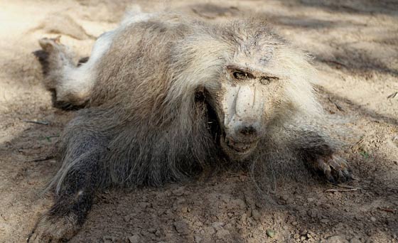 حدائق الحيوانات في غزة اشبه بالمعتقلات والأسود تموت جوعا صورة رقم 9