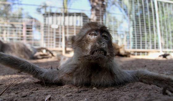 حدائق الحيوانات في غزة اشبه بالمعتقلات والأسود تموت جوعا صورة رقم 10