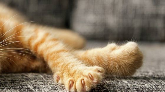 القط حبيب الجمهور يتجمد من البرد والاطباء يجهدون لمعالجته صورة رقم 1