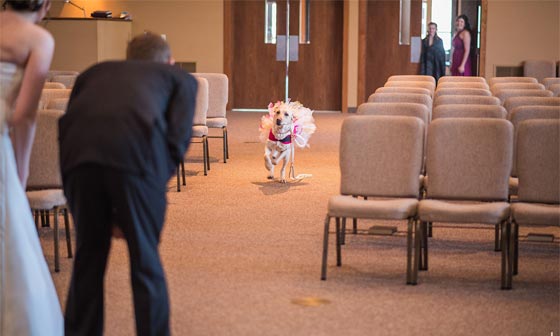  شاهد الصورة التي اسرت قلوب الملايين للعروس وكلبتها صورة رقم 5