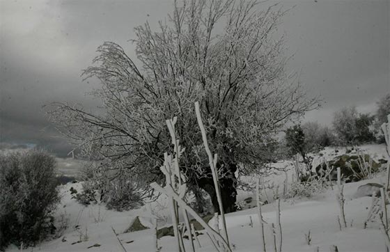 العاصفة تالاسا تعطل الدراسة في لبنان وتضاعف معاناة اللاجئين صورة رقم 3 العاصفة تالاسا تعطل الدراسة في لبنان وتضاعف معاناة اللاجئين صورة رقم 3