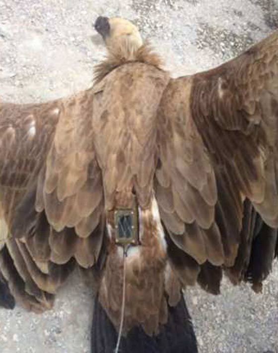 لبنانيون يحتجزون جاسوسا اسرائيليا. . فهل سينتفونه ويقلمون مخالبه؟ صورة رقم 1