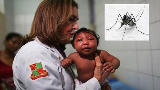 فيروس ارهابي ينقله بعوض مصري.. يرعب القارة الامريكية صورة رقم 3