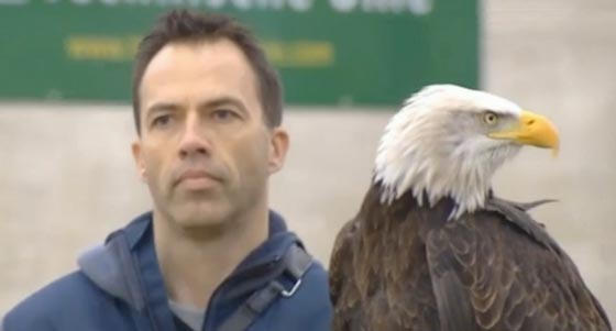  النسر العظيم مدرّب على اصطياد الطائرات بدون طيار في هولندا.. فيديو صورة رقم 1