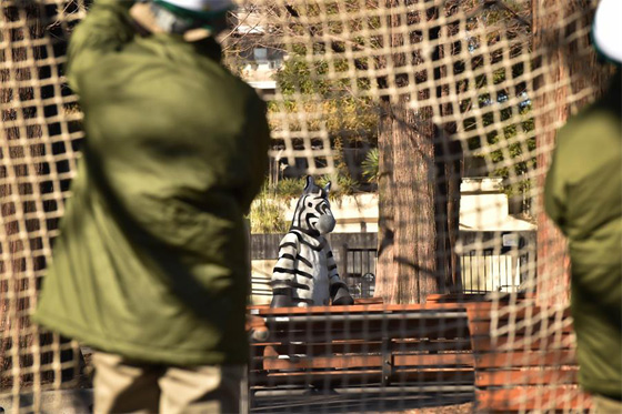 طوكيو: عامل حديقة حيوان يصاب بازمة قلبية بسبب حمار وحش زائف صورة رقم 1