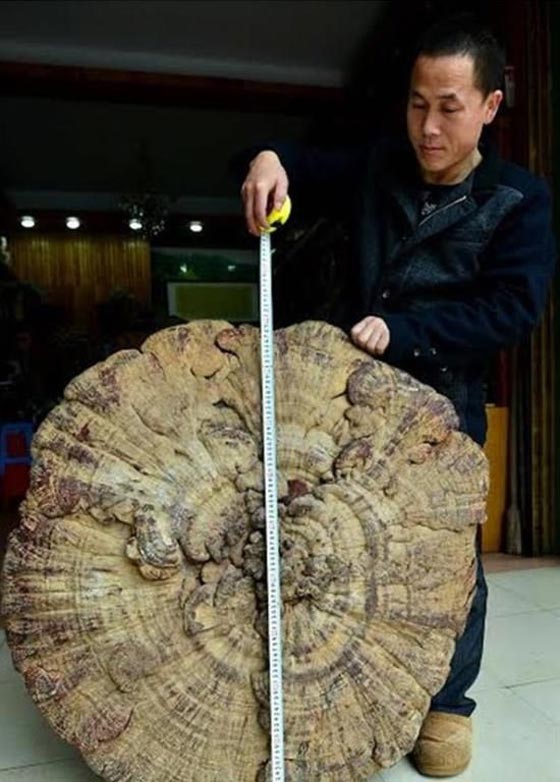 اكبر فطر في العالم ينمو على شجرة في الصين ويون 64 كغم صورة رقم 1