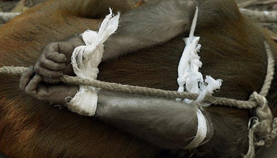  صور لحظة القبض على قرد ازعج سكان مومباي مدة 6 اشهر صورة رقم 3