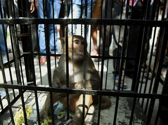  صور لحظة القبض على قرد ازعج سكان مومباي مدة 6 اشهر صورة رقم 4