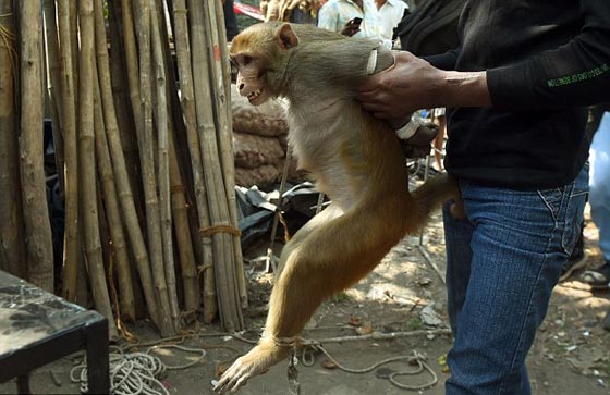  صور لحظة القبض على قرد ازعج سكان مومباي مدة 6 اشهر صورة رقم 5