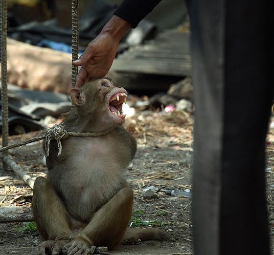  صور لحظة القبض على قرد ازعج سكان مومباي مدة 6 اشهر صورة رقم 2