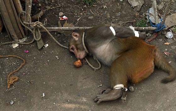  صور لحظة القبض على قرد ازعج سكان مومباي مدة 6 اشهر صورة رقم 6