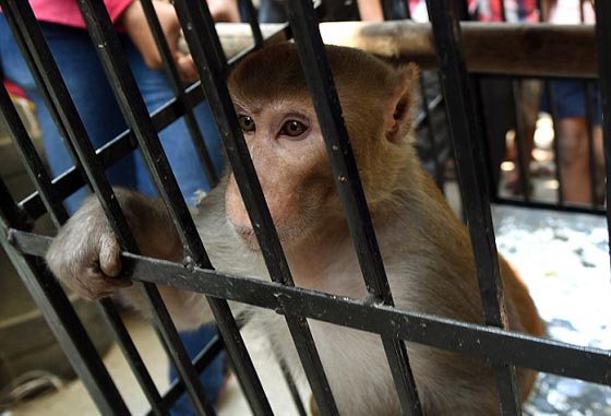  صور لحظة القبض على قرد ازعج سكان مومباي مدة 6 اشهر صورة رقم 7