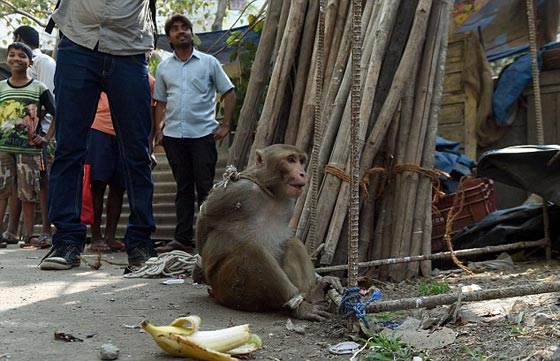  صور لحظة القبض على قرد ازعج سكان مومباي مدة 6 اشهر صورة رقم 8