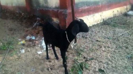 الشرطة الهندية تعتقل عنزة بتهمة اكلها من عشب مسؤول كبير!! صورة رقم 1 الشرطة الهندية تعتقل عنزة بتهمة اكلها من عشب مسؤول كبير!! صورة رقم 1