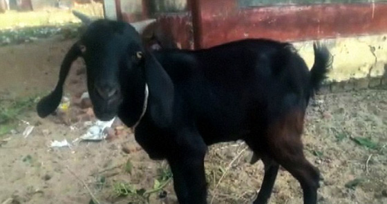 الشرطة الهندية تعتقل عنزة بتهمة اكلها من عشب مسؤول كبير!! صورة رقم 2 الشرطة الهندية تعتقل عنزة بتهمة اكلها من عشب مسؤول كبير!! صورة رقم 2