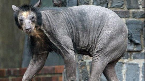 خطأ مثير للسخرية.. عناصر داعش يحلقون الدببة بدل اللحى!! صورة رقم 2