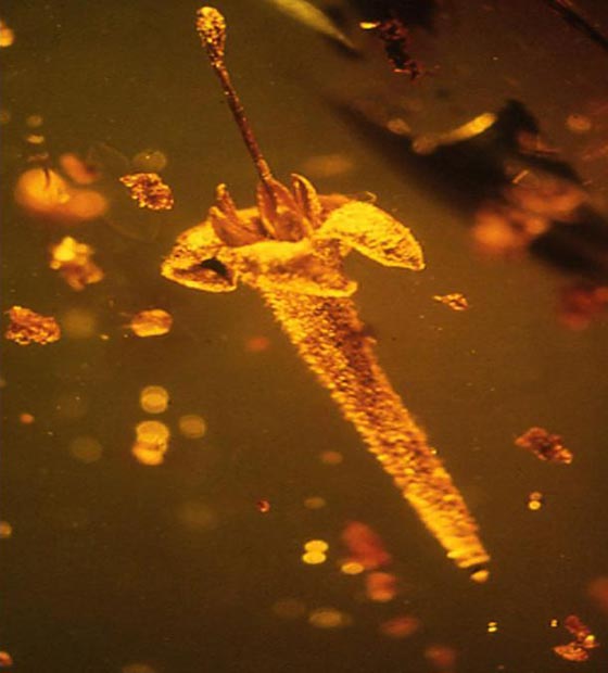  العثور على الزهرة القاتلة مغلفة بالعنبر منذ 30 مليون سنة صورة رقم 1