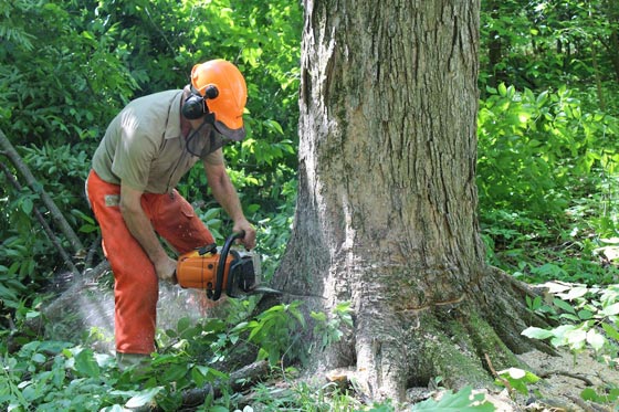 لصوص يقطعون اشجارا معمرة منذ مئات السنين لبيع اخشابها صورة رقم 2