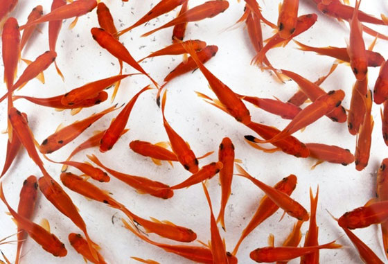 تعذيب وتنكيل.. والدا مراهقة يابانية يجبرانها على ابتلاع عشرات اسماك الحوض صورة رقم 1