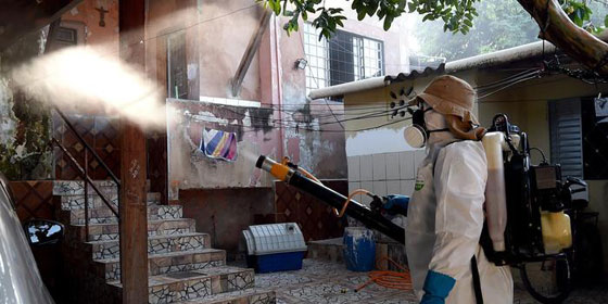 زيكا يتحول الى لص يدخل البيت.. يسرق اثمن ما فيه ويفر هاربا!! صورة رقم 1