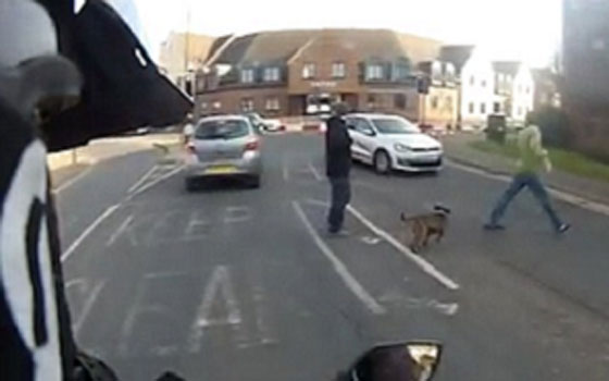 فيديو اشكالي.. احكم بنفسك من المخطئ الداهس ام المدهوس؟ صورة رقم 2