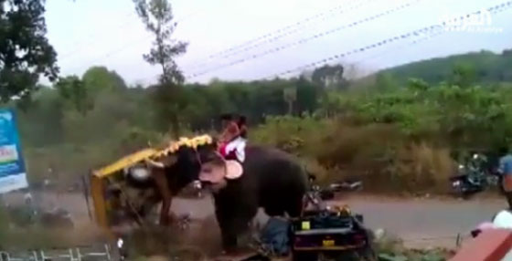فيل ثائر يحطم عشرات المركبات والدراجات في معبد بالهند.. شاهد صورة رقم 1