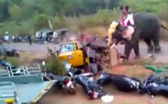 فيل ثائر يحطم عشرات المركبات والدراجات في معبد بالهند.. شاهد صورة رقم 2