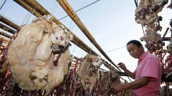 ما حقيقة صور ذبح الكلاب وسلخها لبيع لحومها بمطاعم مصر؟ صورة رقم 9 ما حقيقة صور ذبح الكلاب وسلخها لبيع لحومها بمطاعم مصر؟ صورة رقم 9