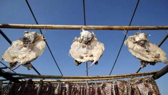 ما حقيقة صور ذبح الكلاب وسلخها لبيع لحومها بمطاعم مصر؟ صورة رقم 12 ما حقيقة صور ذبح الكلاب وسلخها لبيع لحومها بمطاعم مصر؟ صورة رقم 12