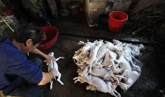 ما حقيقة صور ذبح الكلاب وسلخها لبيع لحومها بمطاعم مصر؟ صورة رقم 5 ما حقيقة صور ذبح الكلاب وسلخها لبيع لحومها بمطاعم مصر؟ صورة رقم 5