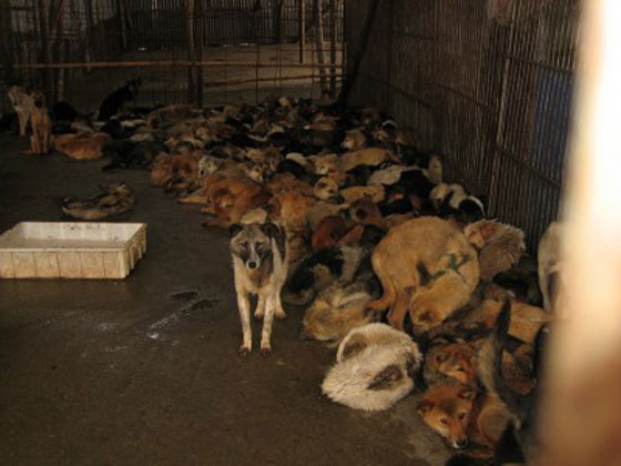  ما حقيقة صور ذبح الكلاب وسلخها لبيع لحومها بمطاعم مصر؟ صورة رقم 11