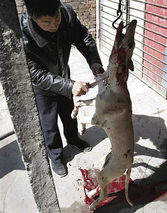 ما حقيقة صور ذبح الكلاب وسلخها لبيع لحومها بمطاعم مصر؟ صورة رقم 14 ما حقيقة صور ذبح الكلاب وسلخها لبيع لحومها بمطاعم مصر؟ صورة رقم 14