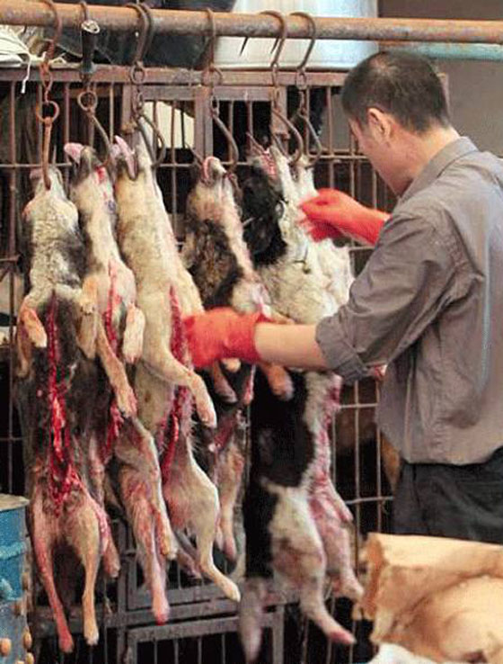 ما حقيقة صور ذبح الكلاب وسلخها لبيع لحومها بمطاعم مصر؟ صورة رقم 16 ما حقيقة صور ذبح الكلاب وسلخها لبيع لحومها بمطاعم مصر؟ صورة رقم 16