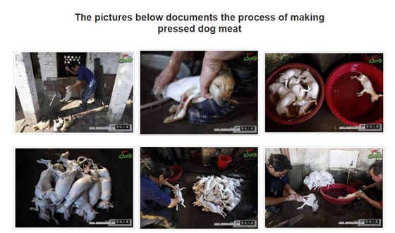 ما حقيقة صور ذبح الكلاب وسلخها لبيع لحومها بمطاعم مصر؟ صورة رقم 2 ما حقيقة صور ذبح الكلاب وسلخها لبيع لحومها بمطاعم مصر؟ صورة رقم 2