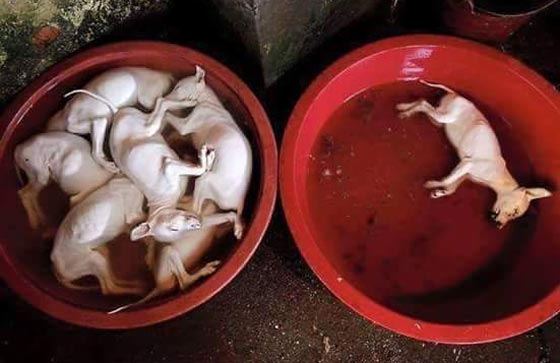 ما حقيقة صور ذبح الكلاب وسلخها لبيع لحومها بمطاعم مصر؟ صورة رقم 3 ما حقيقة صور ذبح الكلاب وسلخها لبيع لحومها بمطاعم مصر؟ صورة رقم 3