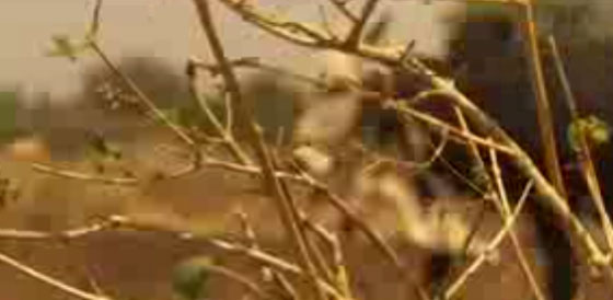 اسوأ موجة جفاف تضرب الشرق الاوسط منذ نحو الف عام صورة رقم 1 اسوأ موجة جفاف تضرب الشرق الاوسط منذ نحو الف عام صورة رقم 1