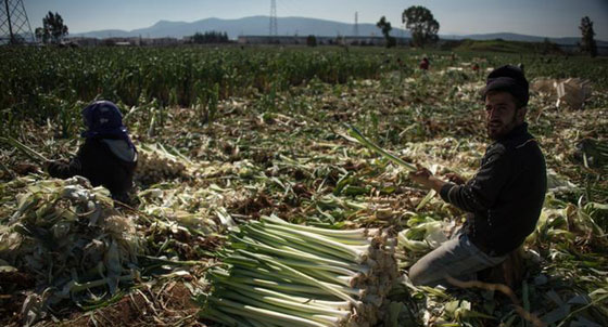 حصاد اللجوء.. سوريون يعملون بظروف العبودية في مزارع تركية صورة رقم 1 حصاد اللجوء.. سوريون يعملون بظروف العبودية في مزارع تركية صورة رقم 1