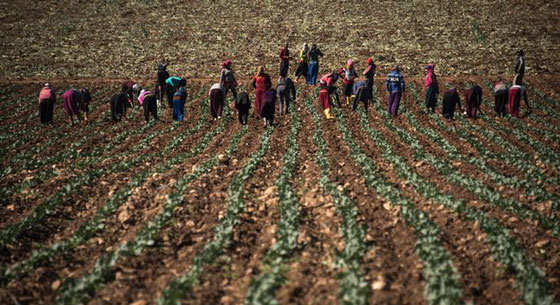 حصاد اللجوء.. سوريون يعملون بظروف العبودية في مزارع تركية صورة رقم 5 حصاد اللجوء.. سوريون يعملون بظروف العبودية في مزارع تركية صورة رقم 5