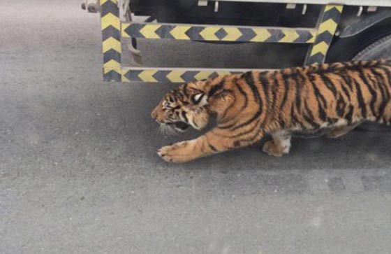 فيديو وصور.. نمر طليق في شوارع الدوحة يثير الرعب بقطر صورة رقم 2 فيديو وصور.. نمر طليق في شوارع الدوحة يثير الرعب بقطر صورة رقم 2