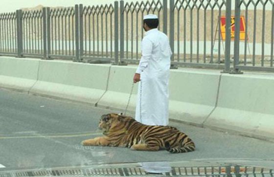 فيديو وصور.. نمر طليق في شوارع الدوحة يثير الرعب بقطر صورة رقم 3 فيديو وصور.. نمر طليق في شوارع الدوحة يثير الرعب بقطر صورة رقم 3
