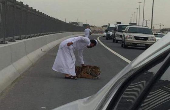 فيديو وصور.. نمر طليق في شوارع الدوحة يثير الرعب بقطر صورة رقم 1 فيديو وصور.. نمر طليق في شوارع الدوحة يثير الرعب بقطر صورة رقم 1