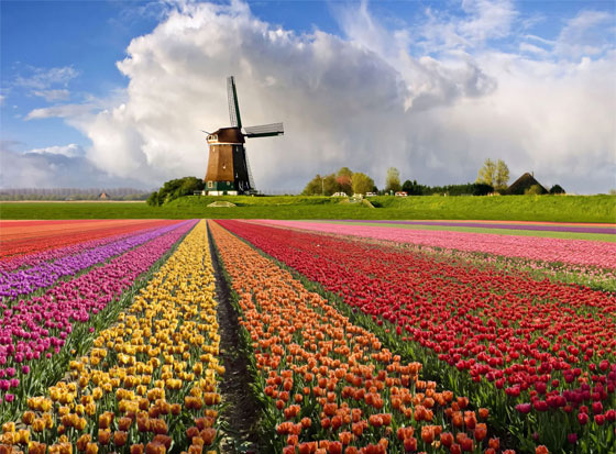 التوليب.. 20 مليون زهرة لعشرين مليون امرأة في عيدها العالمي صورة رقم 6