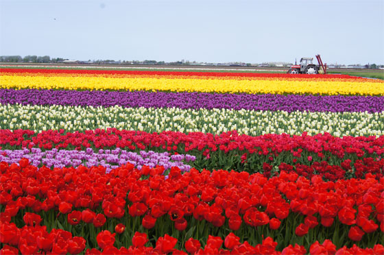 التوليب.. 20 مليون زهرة لعشرين مليون امرأة في عيدها العالمي صورة رقم 7