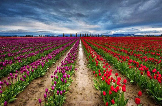 التوليب.. 20 مليون زهرة لعشرين مليون امرأة في عيدها العالمي صورة رقم 8