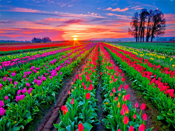 التوليب.. 20 مليون زهرة لعشرين مليون امرأة في عيدها العالمي صورة رقم 10