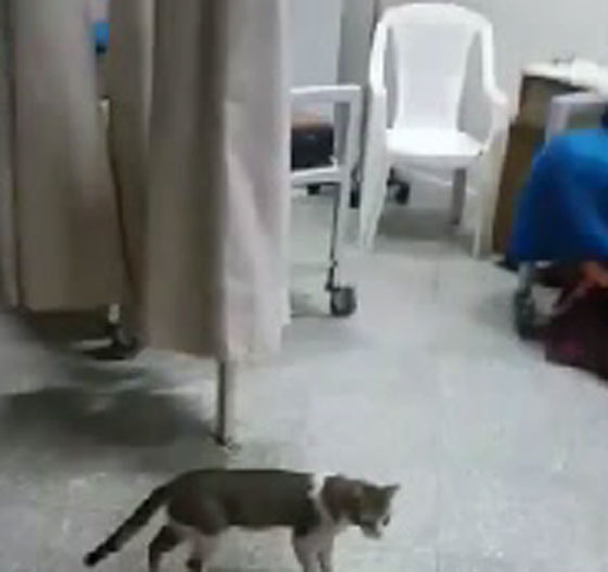  فيديو مثير.. القطط تغزو مستشفى في الاسكندرية  صورة رقم 1